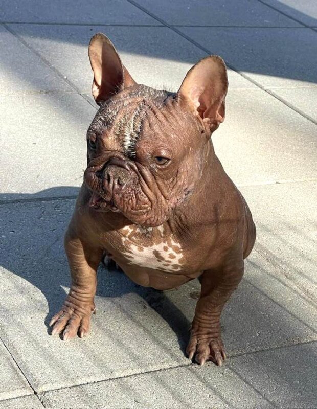 hairless french bulldog frenchie space