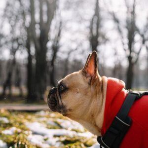 french bulldog reverse sneezing frenchie space
