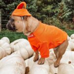 pupreme french bulldog hoodie hat