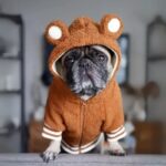 teddy french bulldog jacket