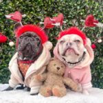 teddy french bulldog jacket