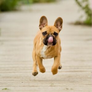 how fast can french bulldogs run frenchie space