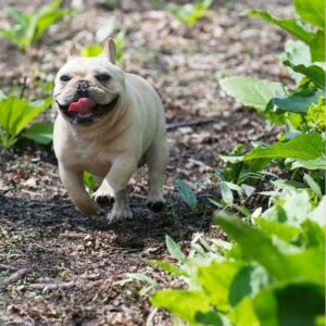 Hip dysplasia in french bulldogs frenchie space
