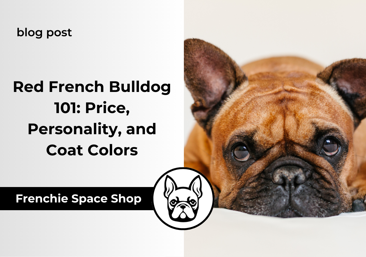 red french bulldogs