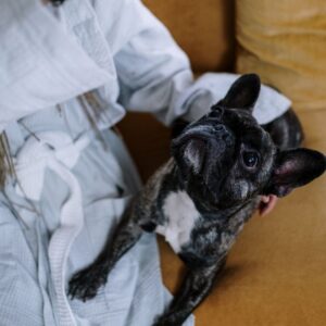 brindle french bulldog frenchie space
