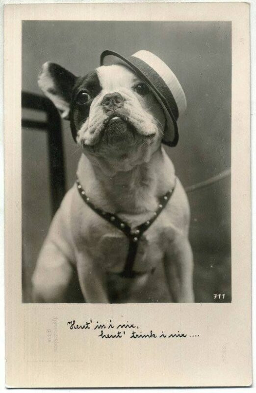 French Bulldog Original Look