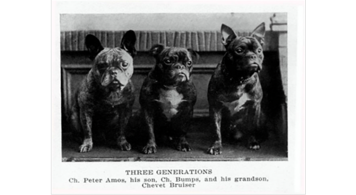 French Bulldog Original Look frenchie space