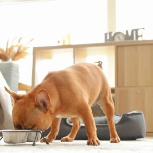 can french bulldogs eat chicken frenchie space