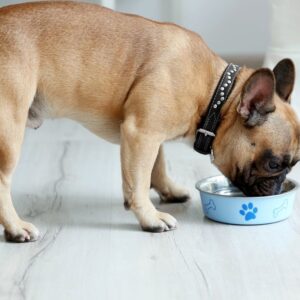 can french bulldogs eat chicken frenchie space
