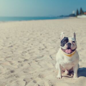 french bulldog breathing issues frenchie space