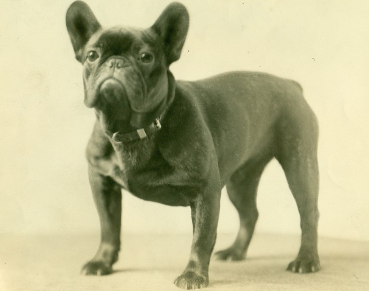 French Bulldog Original Look frenchie space