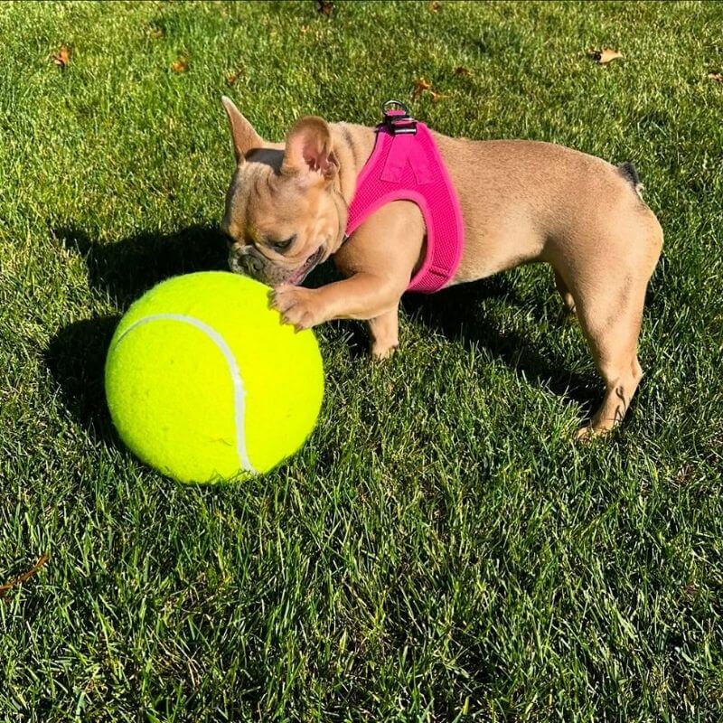 frenchie-space-giant-frenchie-tennis-ball-6 giant frenchie tennis ball