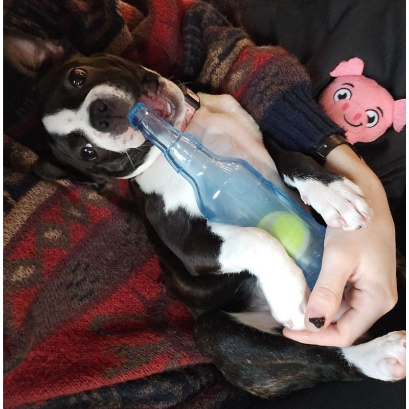 frenchie-space-shop-bite-resistance-frenchie-bottle-5 bite resistance frenchie bottle