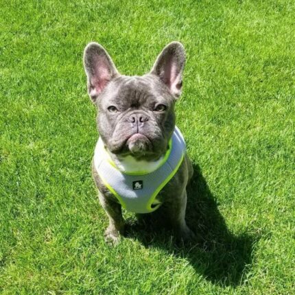 chillpup french bulldog cooling vest