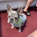 chillpup french bulldog cooling vest