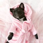 french bulldog bathrobe