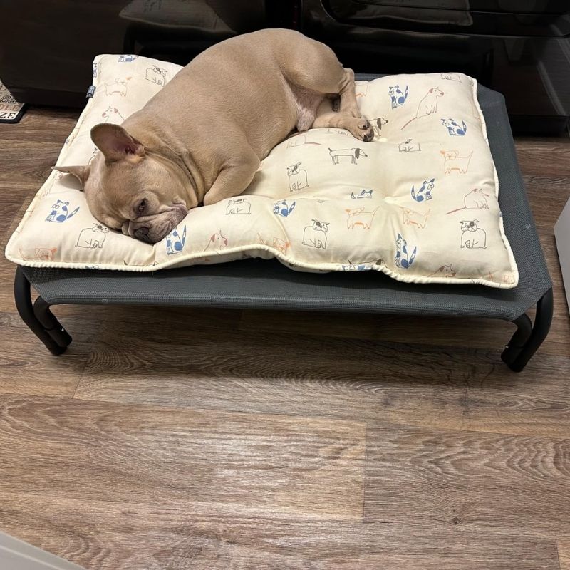 frenchie-space-shop-french-bulldog-summer-bed-1 french bulldog summer bed