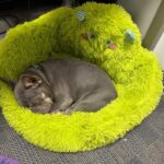 monster french bulldog bed