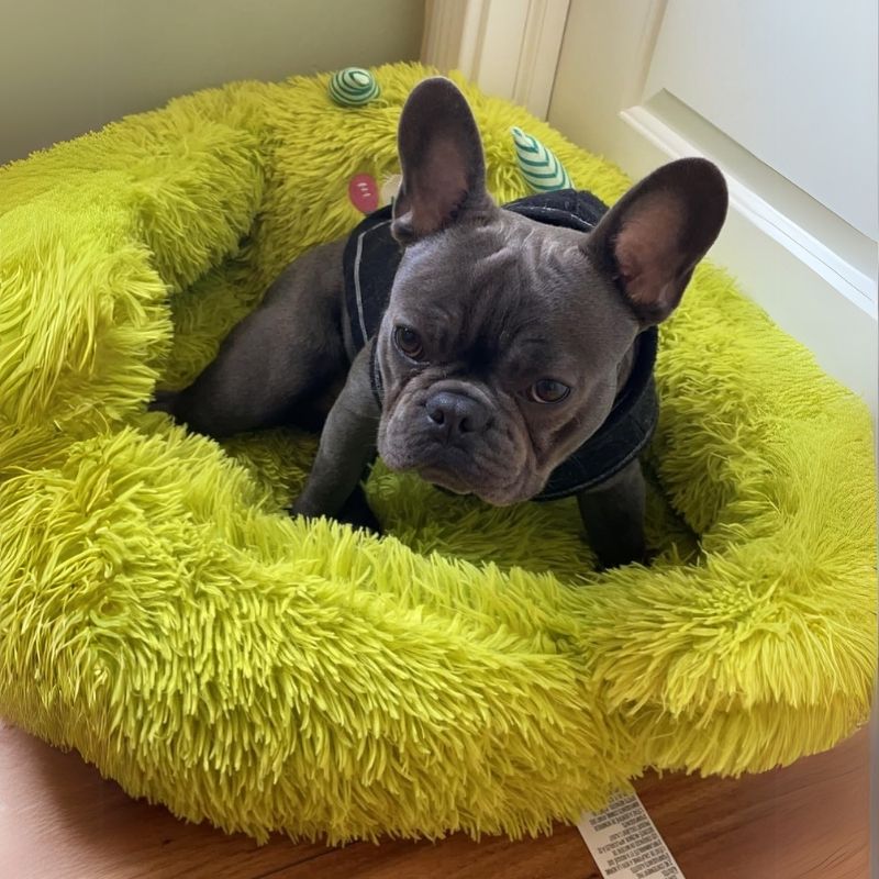 monster-french-bulldog-bed