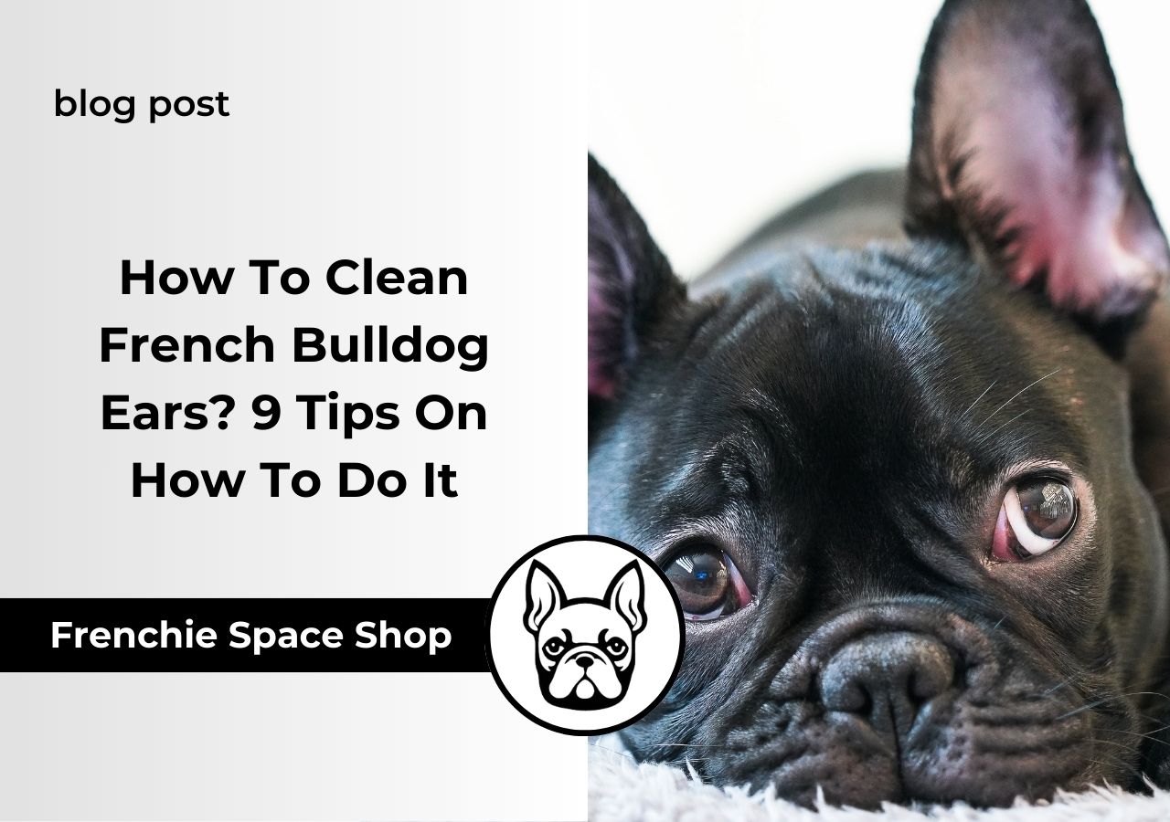 frenchie space french bulldog ear cleaning