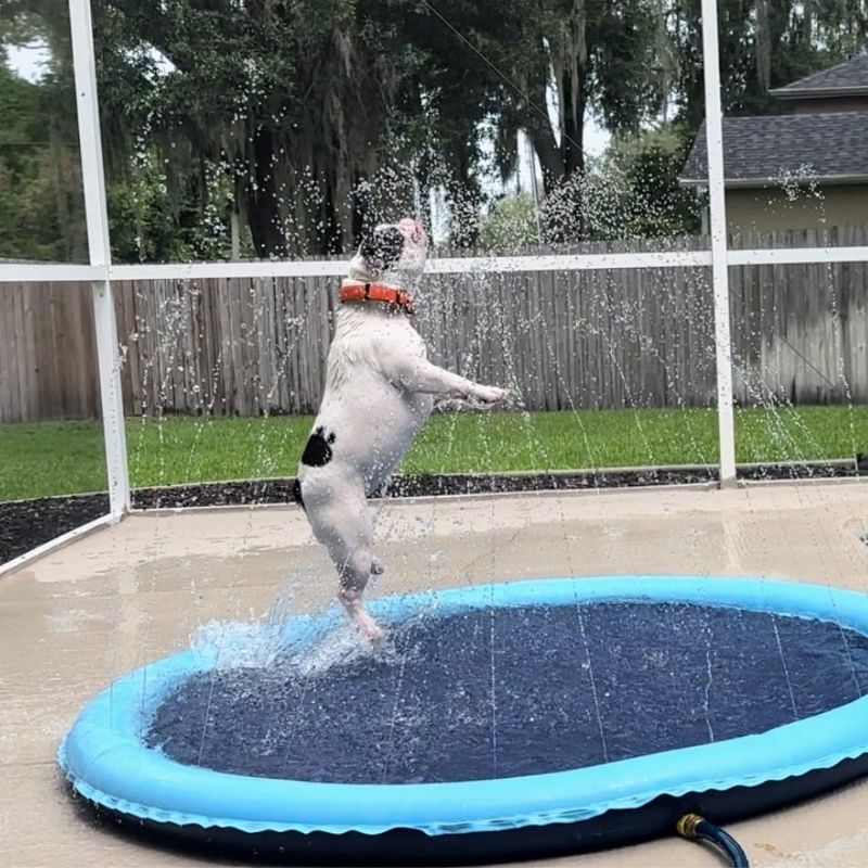 frenchie-space-shop-french-bulldog-splash-pad-6 french bulldog splash pad