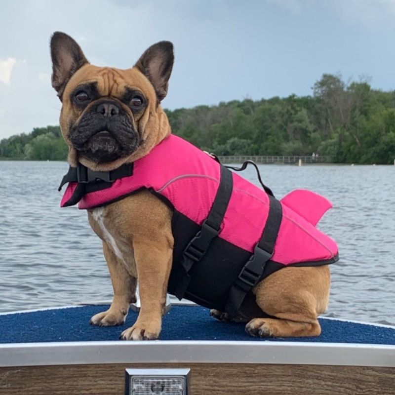 frenchie waveguard life vest