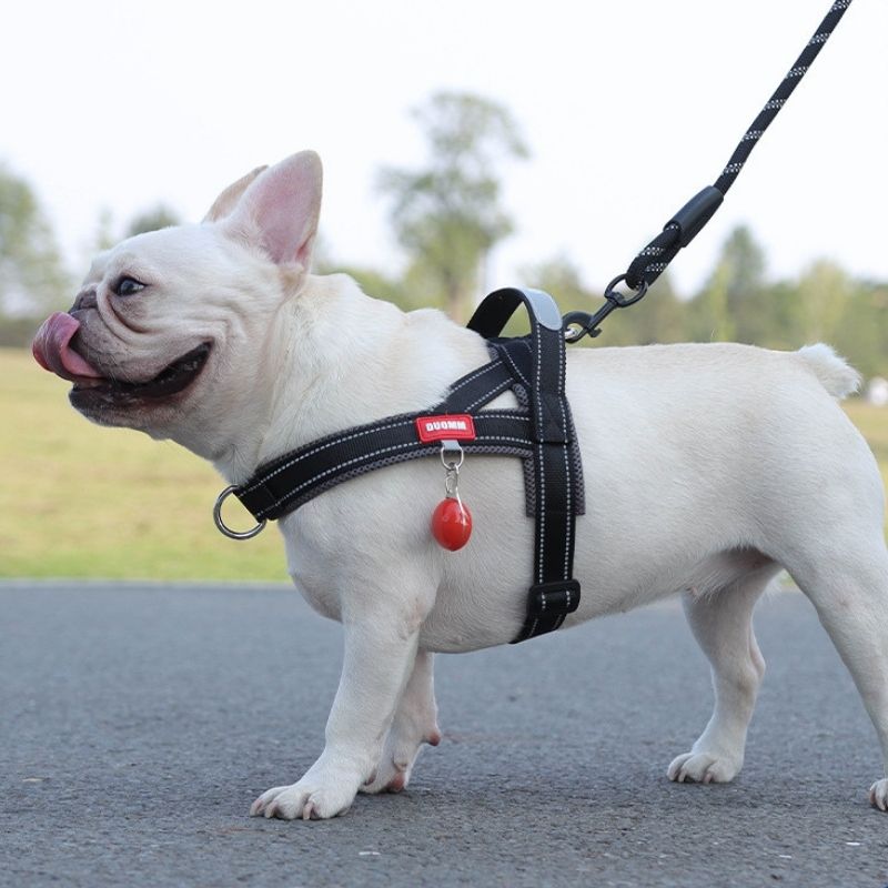 frenchie-space-shop-summer-french-bulldog-harness-12 summer french bulldog harness