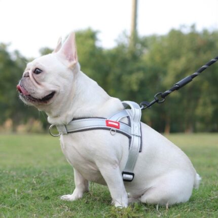 summer french bulldog harness