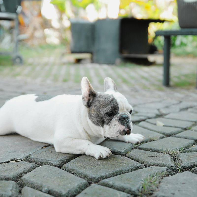 pied french bulldog frenchie space