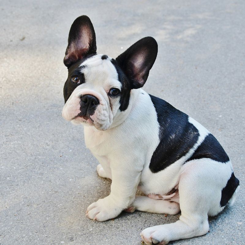 pied french bulldog frenchie space