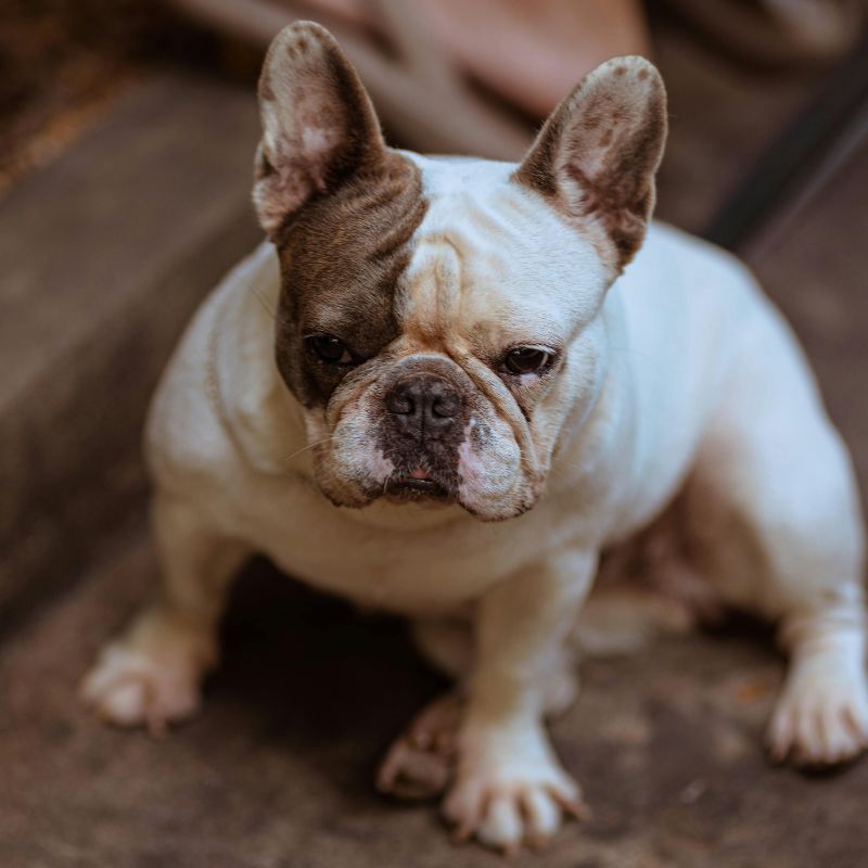 french bulldog food aggression frenchie space