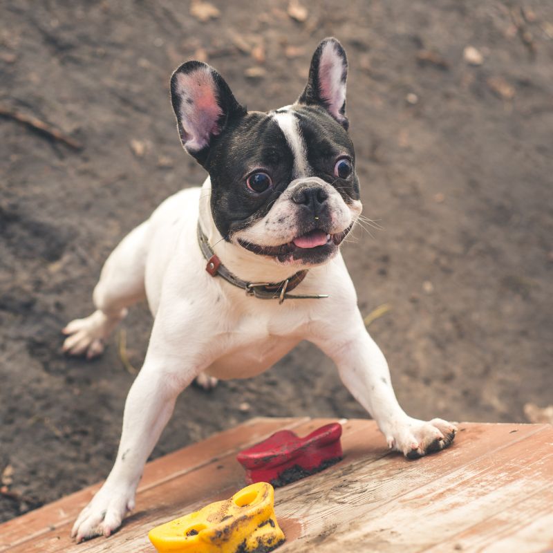 french bulldog food aggression frenchie space