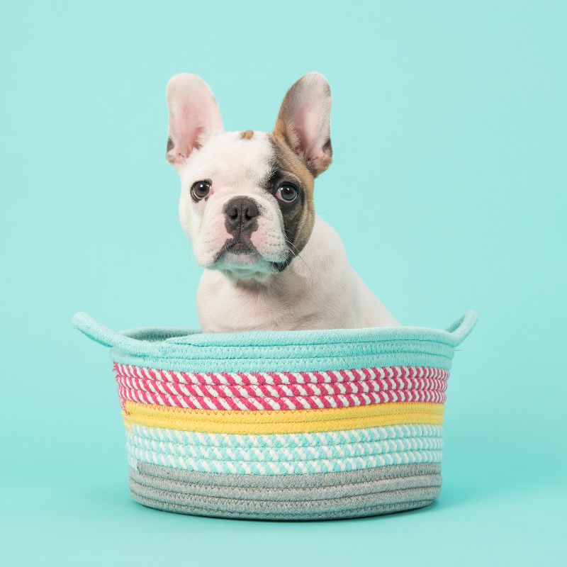 french bulldog growth chart frenchie space