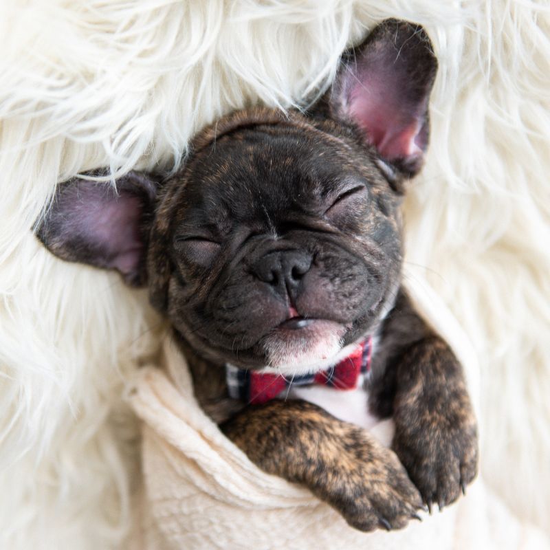 can french bulldogs drink milk frenchie space