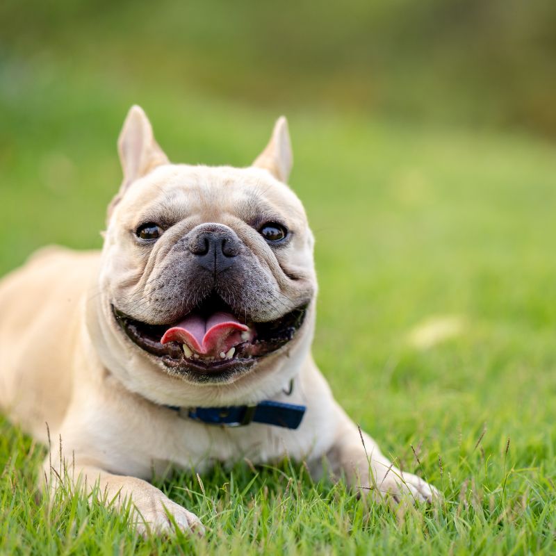 supplements for french bulldogs frenchie space
