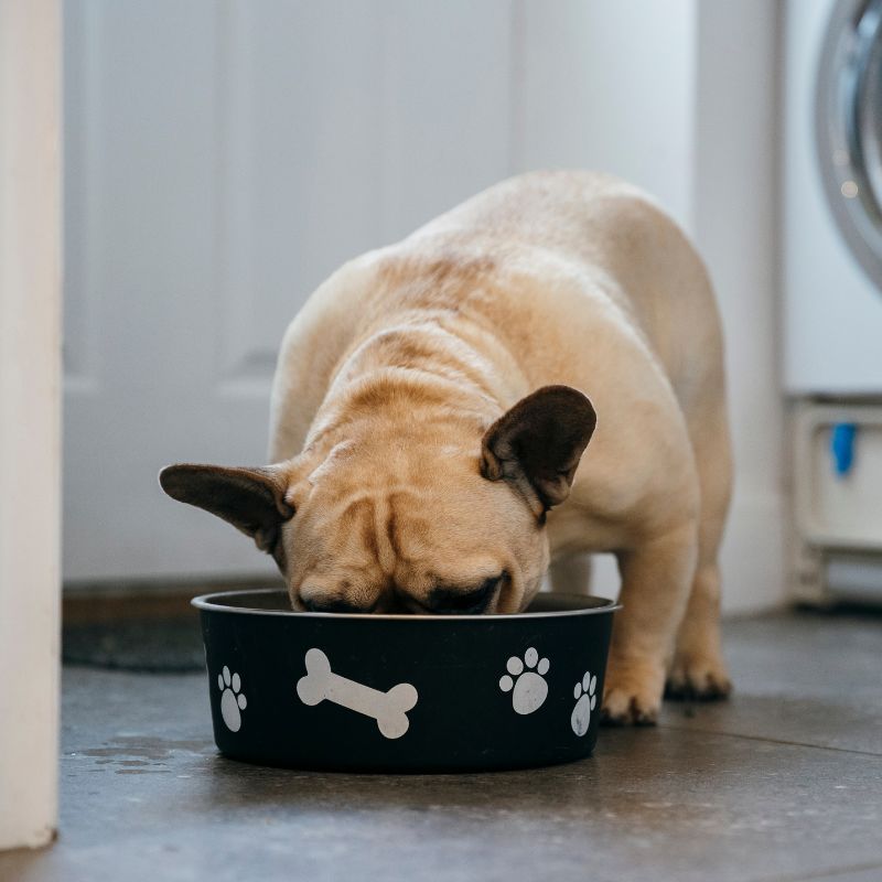 frenchie space what do i feed french bulldog