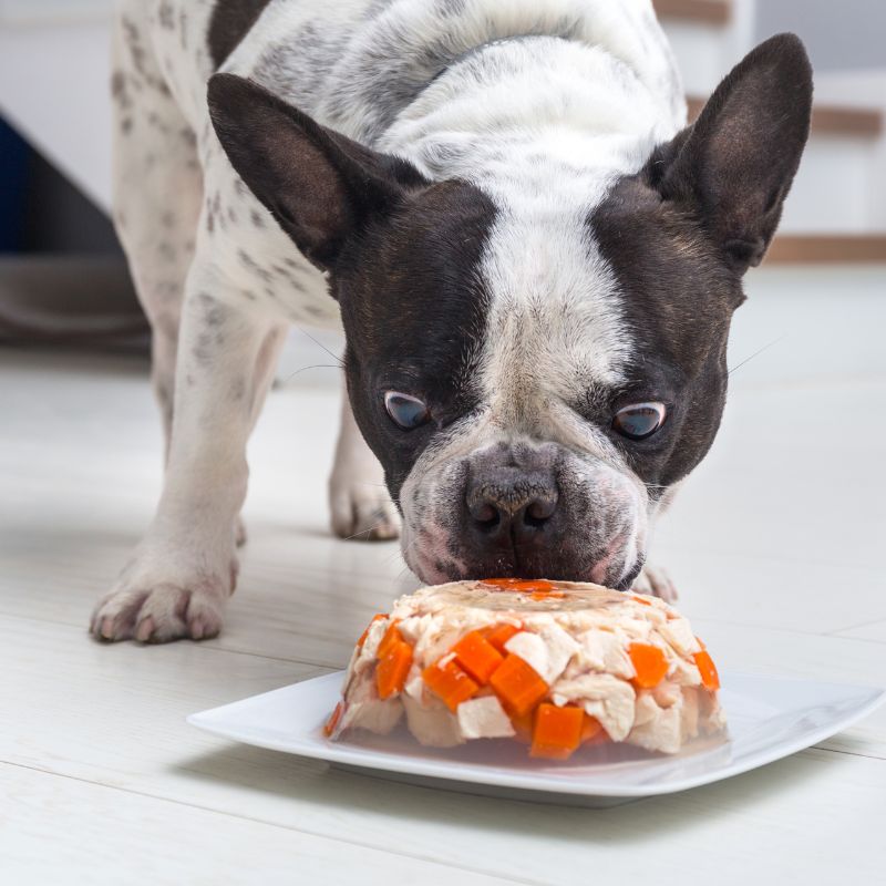 frenchie space what do i feed french bulldog