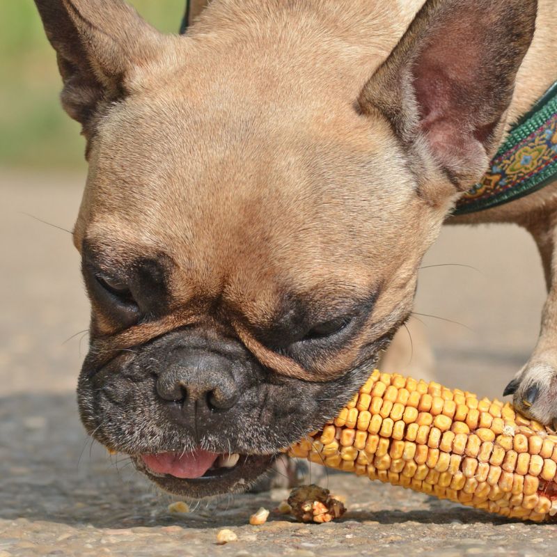 frenchie space what do i feed french bulldog