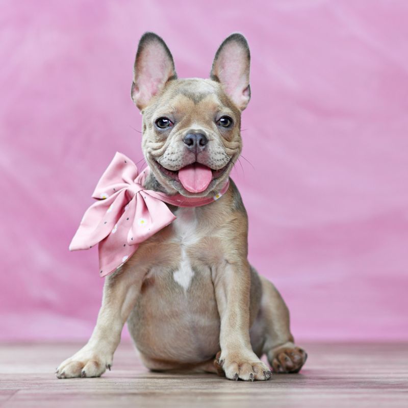 french bulldog names frenchie space