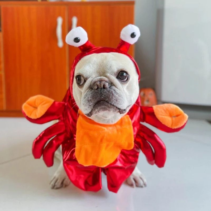 french bulldog crab costume