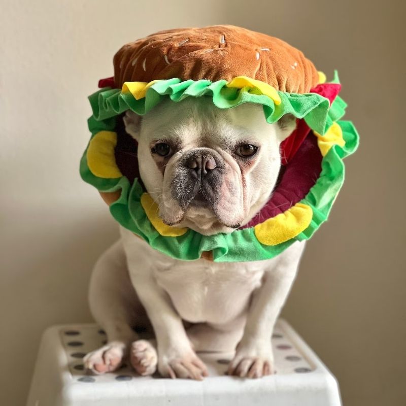 french bulldog hamburger costume