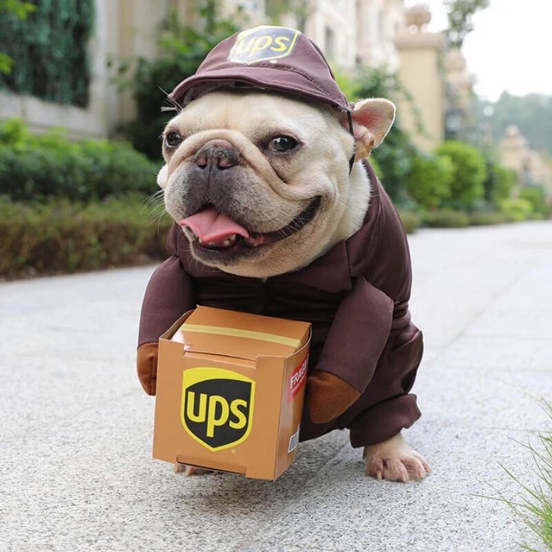 ups french bulldog costume